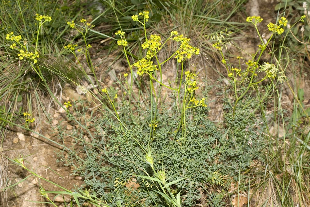 Ruta angustifolia / Ruta a foglie strette
